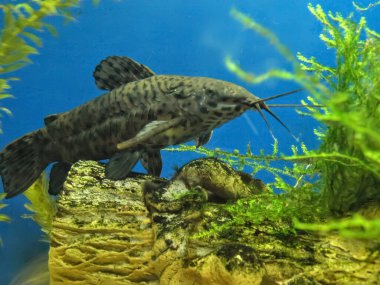 Akvaryum suyunda su yosunlu ve süslemeli Ancistrus yayın balığı.