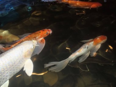 Durgun, kristal berrak bir gölette canlı koi balıkları zarif bir şekilde suda süzülerek zarif hareketler yaparak hafif dalgalar oluştururlar. Her koi, turuncu, altın ve beyaz renklerle süslendiğinde, onu sergiler.