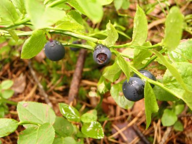 Wild blueberry grows in the mountains, leaves bushes of blueberries, moss yagel, macro shooting of ross on fruits, dry grass. High quality photo clipart