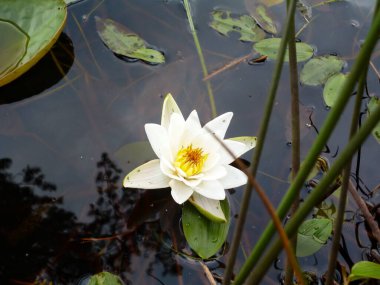 Water Lily Nymphaea 'Alba Delicata' white flower in water with big green leaves. clipart