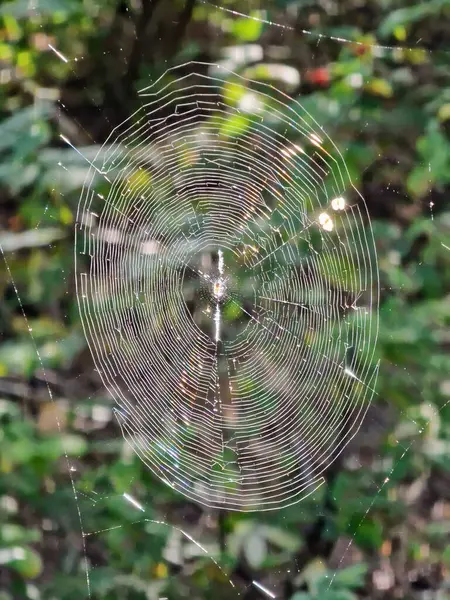 Ormanın arka planında güneşli örümcek ağı.