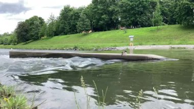 Ostrava 'da Uyuyan Ördek ve Ağaçlarla Sakin Nehir, Çek Cumhuriyeti Vahşi Yaşam Sahnesi