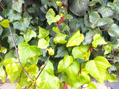 Eski koyu yapraklardan yeni parlak ve genç yapraklara güzel geçiş.