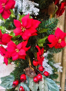 Kırmızı güllü çam ağacı dalları