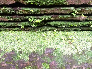 Taş duvarda eski yeşil yosun
