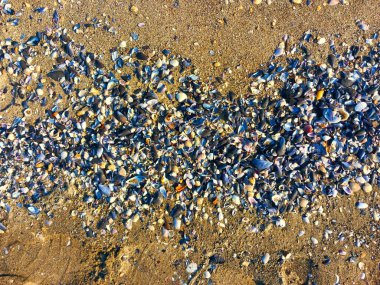 Denizin kumlu sahillerinde bir sürü küçük kabuk var.