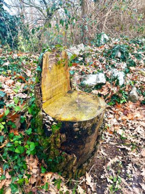 Ormanda kütük şeklinde bir kütük.