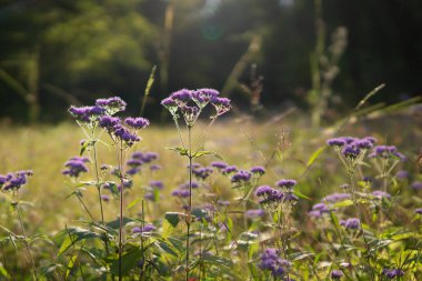 Mavi Mistflower Conoclinium Coelestinum Altın Saat Işığında.