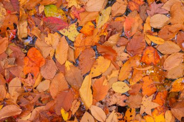 Bir su birikintisinde yere düşen renkli yapraklar..