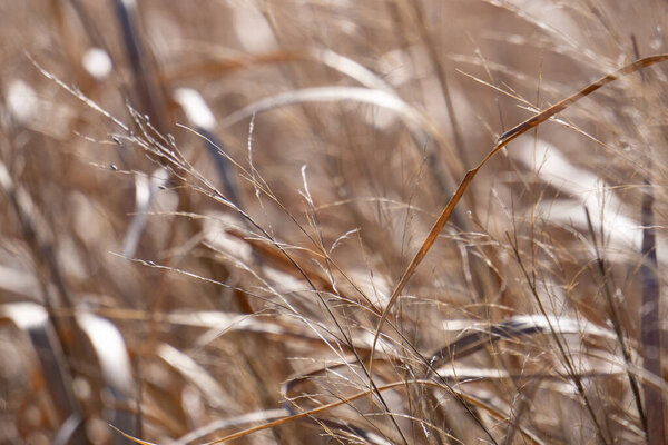 Крупный план загорелой дикой травы в солнечный день.
