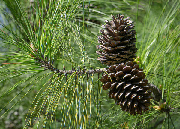 Loblolly pine branch with cones