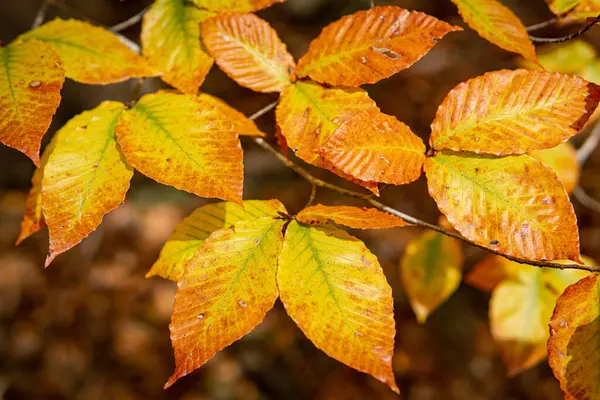 American beech tree (Fagus grandifolia) with beautiful fall colors.