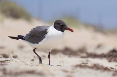 Kumların önünde duran martı..