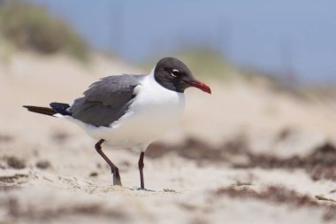 Seagull standing on beach in front of sand dunes. clipart