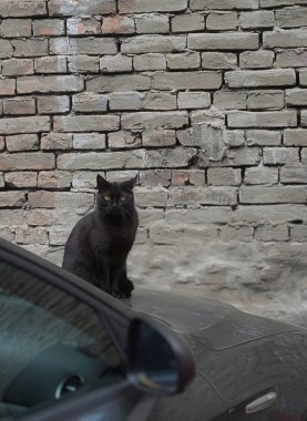 Siyah bir kedi sokakta oturuyor. yüksek kaliteli fotoğraf