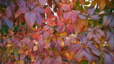 Ağaçta sonbahar yaprakları