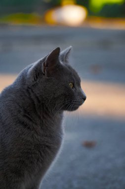 Evin arka planında mavi gözlü gri kedi, yakın plan.