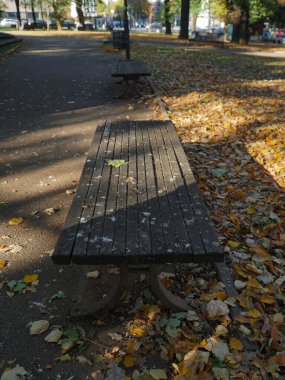 Şehir parkının ahşap zemininde sonbahar yapraklarıyla