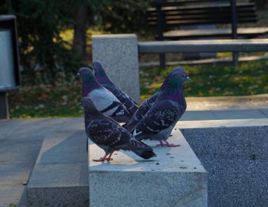 pigeons in the city park, urban concept clipart