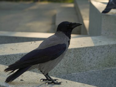 crow on the street clipart