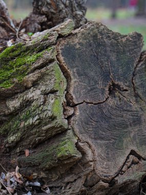 Ormandaki ağaç gövdesi