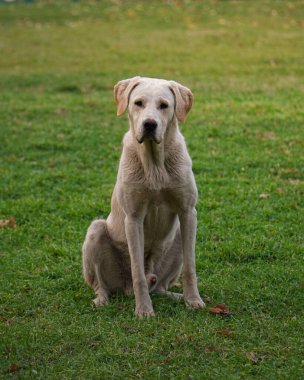 Parkta güzel sarı bir köpek bana bakıyor.