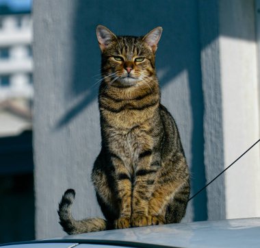 Güneşli bir günde arabada oturan sevimli bir kedi.