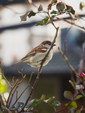 Ormanda daldaki kuş. Bu kuşa Sırpça serçe deniyor..