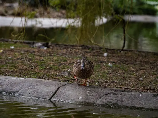 Suyun yanında renkli sarı ve siyah bir ördek duruyor..