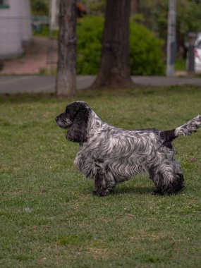 Siyah ve gri cocker spanyel parkta oynuyor. Ağzında yeşil bir top var.