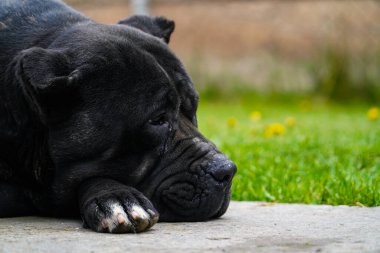 Bahçedeki çimlerin üzerinde kocaman siyah bir kamış gövdesi var.