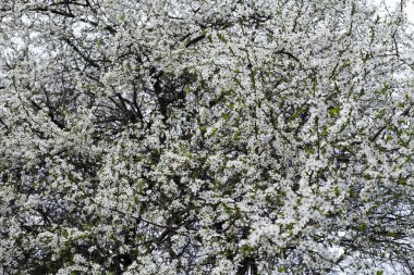 İlkbaharda çiçek açan bir ağaç bol miktarda beyaz deniz memelileriyle kaplıdır.