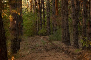 Kozalaklı ormanda bir patika.
