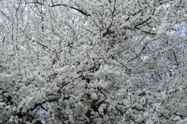 Kapatın. İlkbaharda narin bir dalda büyüyen çiçekler. Küçük beyaz çiçekler. Bir daldaki küçük beyaz çiçek..