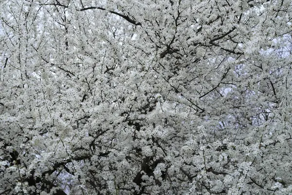 Kapatın. İlkbaharda narin bir dalda büyüyen çiçekler. Küçük beyaz çiçekler. Bir daldaki küçük beyaz çiçek..