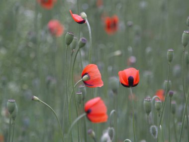 Yeşil bir tarlada kırmızı gelincik çiçekleri