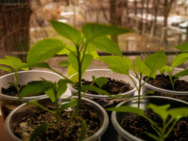 Evde tohumlardan yetişen bitkiler.