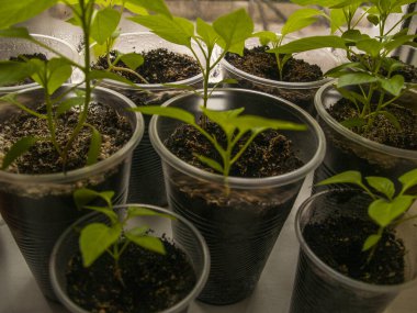 Evde tohumlardan yetişen bitkiler.