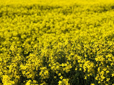 İlkbaharda tecavüz