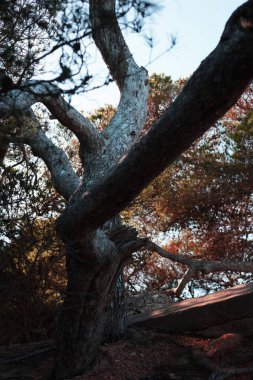 Deniz kıyısındaki bir ormanda tuhaf şekilli bir ağaç. Olağandışı bir ağaç. Peri ağacı.