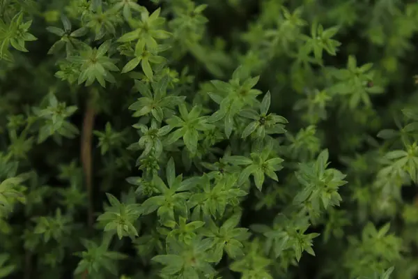 Bahçenin yeşil yaprakları