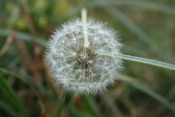 Tarlada karahindiba çiçeği