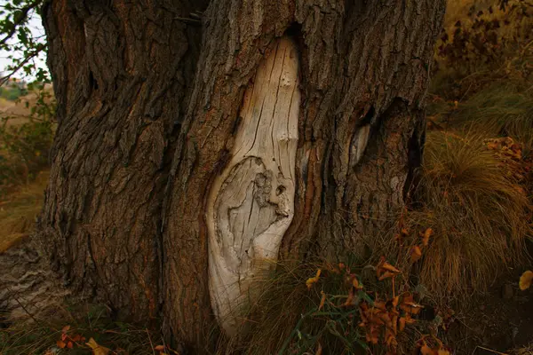 Ormanın güzel manzarası