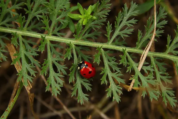 Yeşil yapraklı uğur böceği