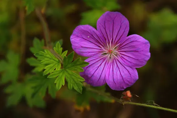 Bahçedeki güzel çiçekler
