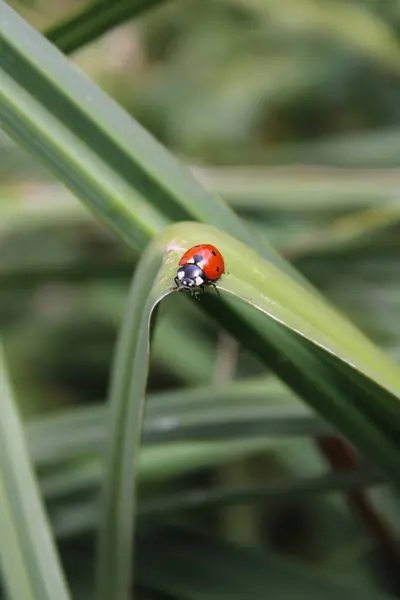 red ladybug on green leaf