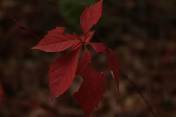 Sonbahar yaprakları, sonbahar bitkileri