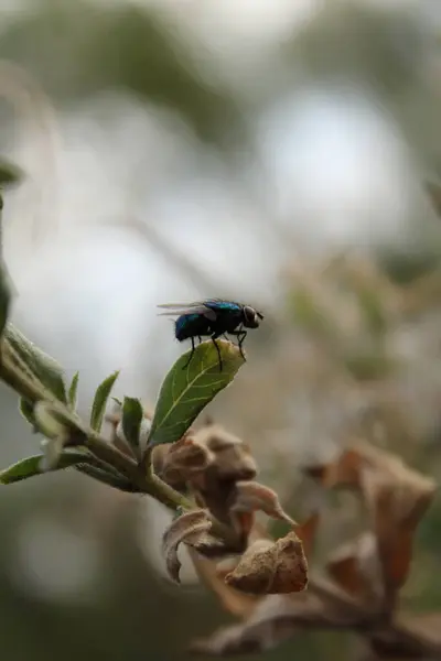 Yeşil bir yaprağın üzerindeki sineğe yaklaş.