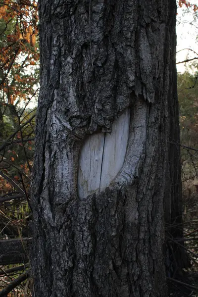 Çok ilginç bir deseni olan ağaç..