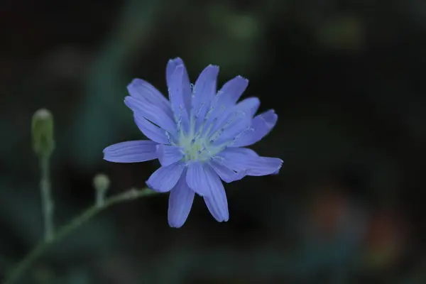 Vahşi hindiba çiçeği, çok güzel ve parlak..